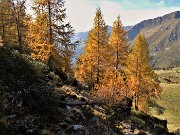 66 Scendendo per traccia lo splendido lariceto verso la verde radura prativa della Baita del Buco